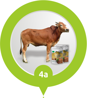 Alur Pesan Qurban Online