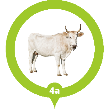Alur Pesan Qurban Online