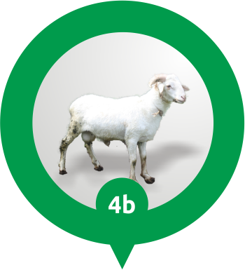 Alur Pesan Qurban Online