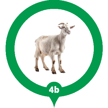 Alur Pesan Qurban Online