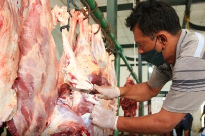 Dokumentasi Penyembelihan Qurban