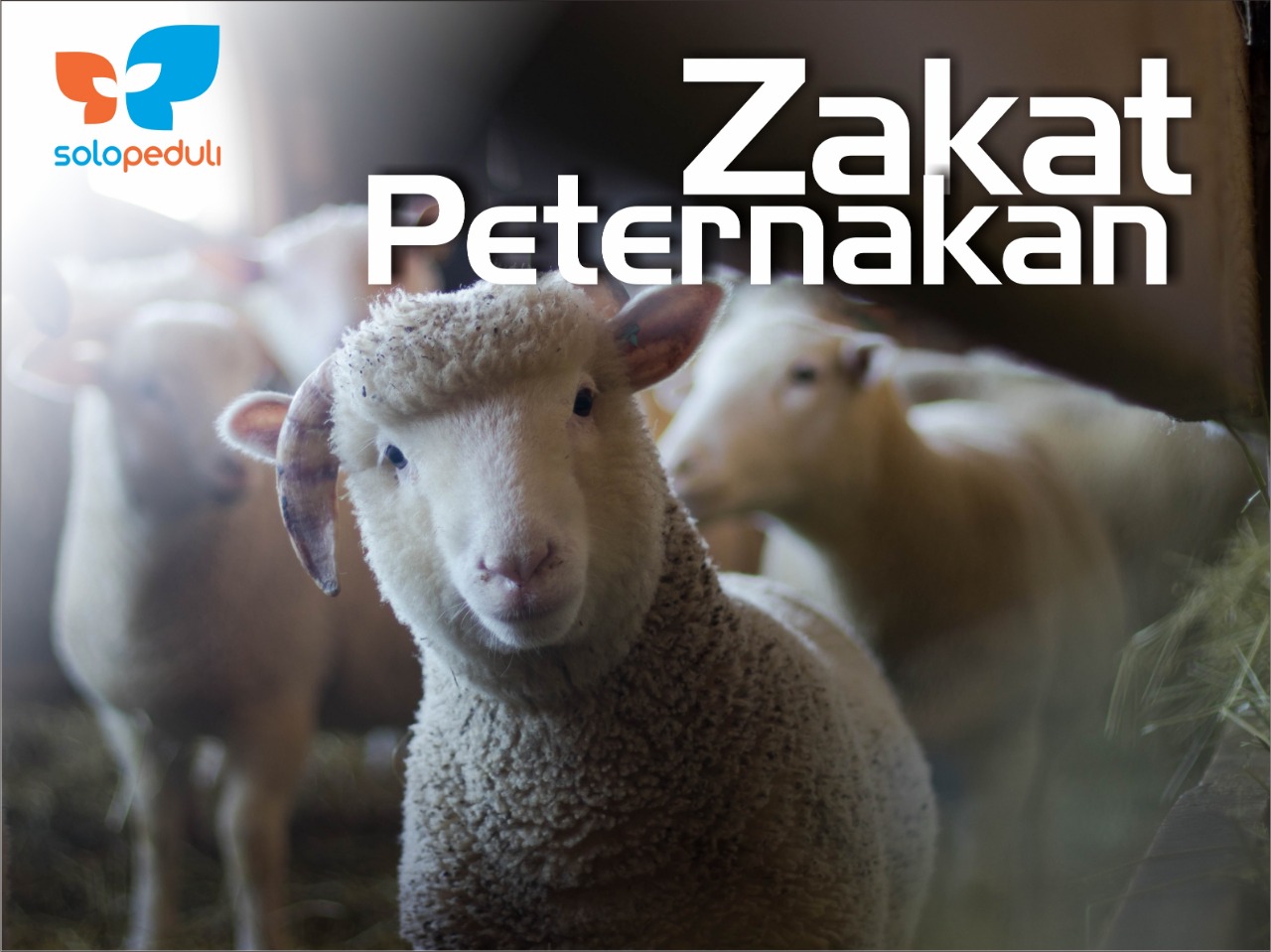 Zakat Peternakan